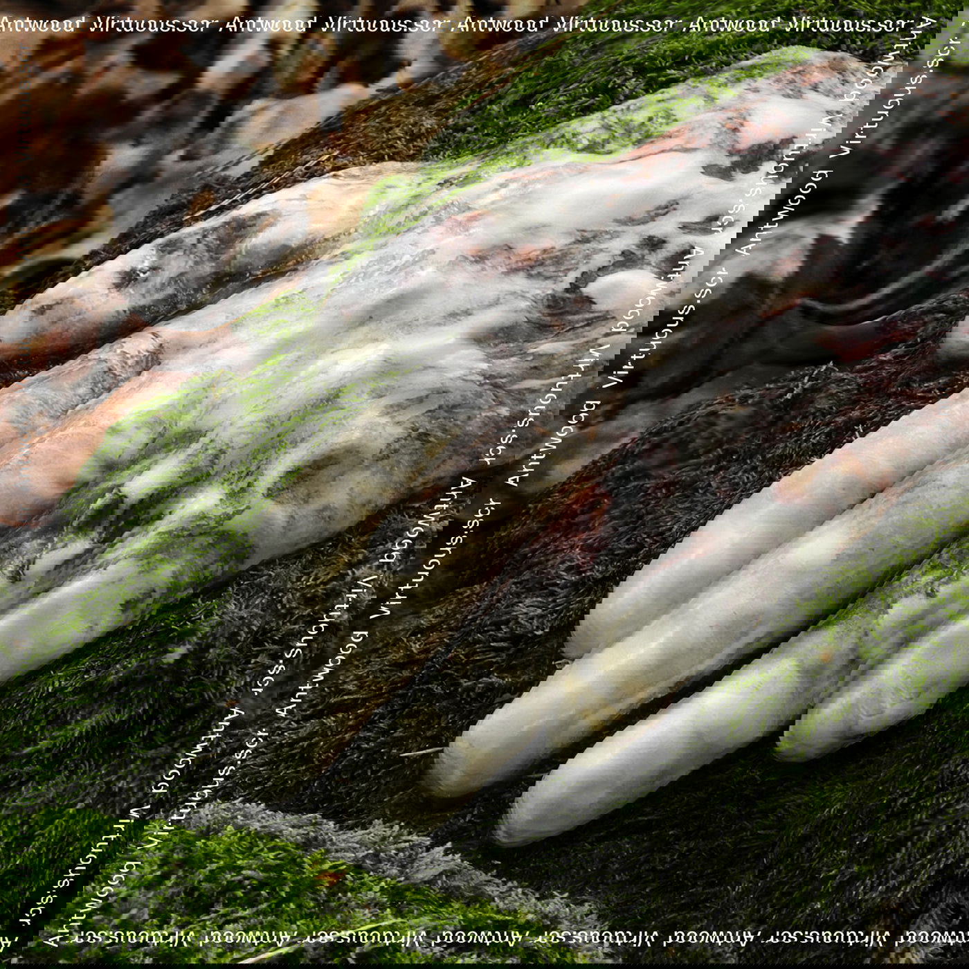 Antwood - Virtuous.Scr (Vinyl) - Joco Records