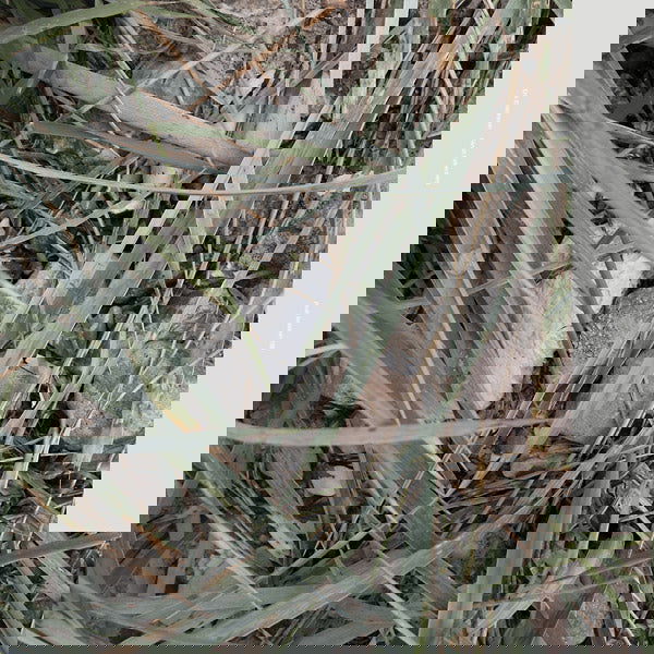 Erik Enocksson - Farval Falkenberg (Vinyl) - Joco Records