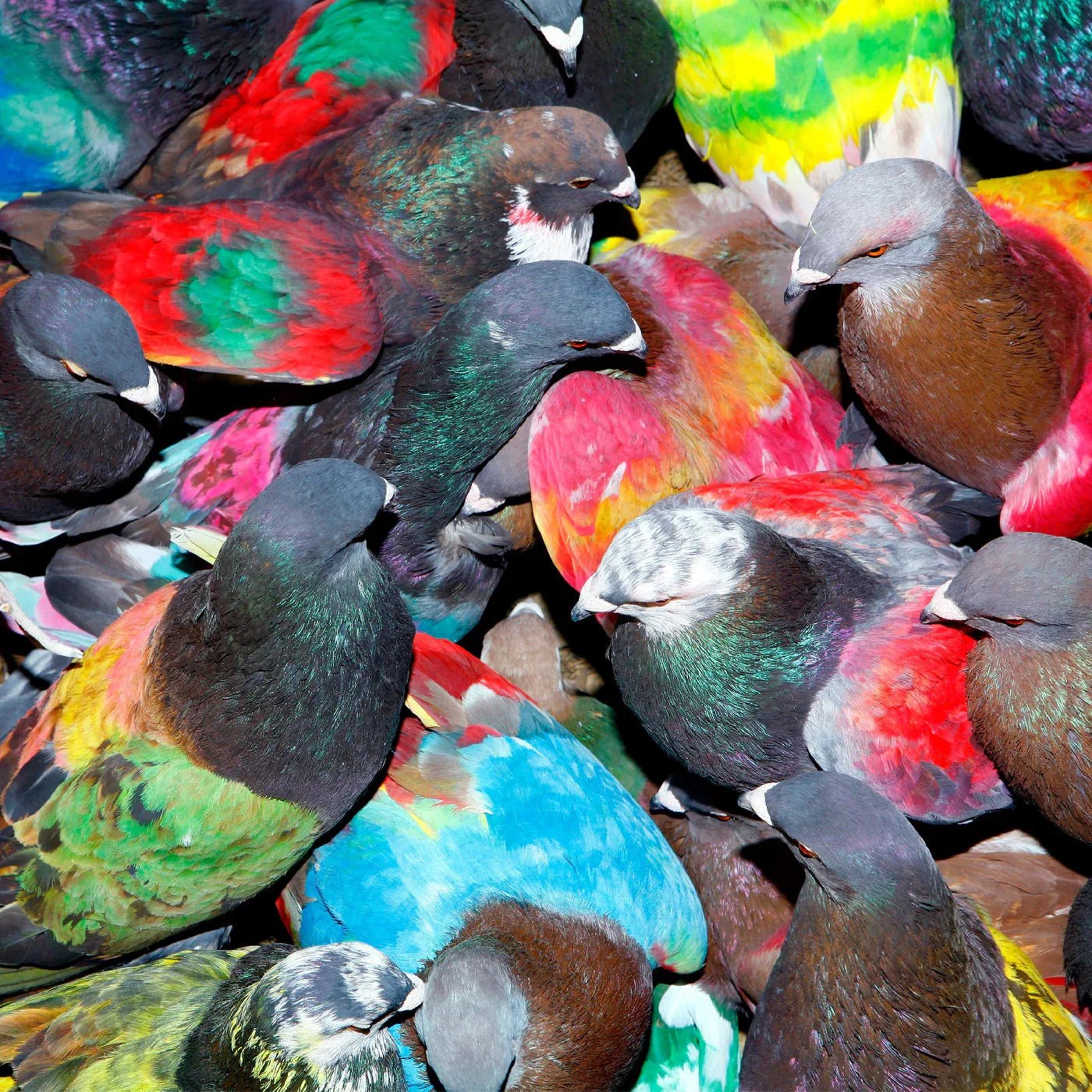 Blawan - Sickelixir (Vinyl) - Joco Records