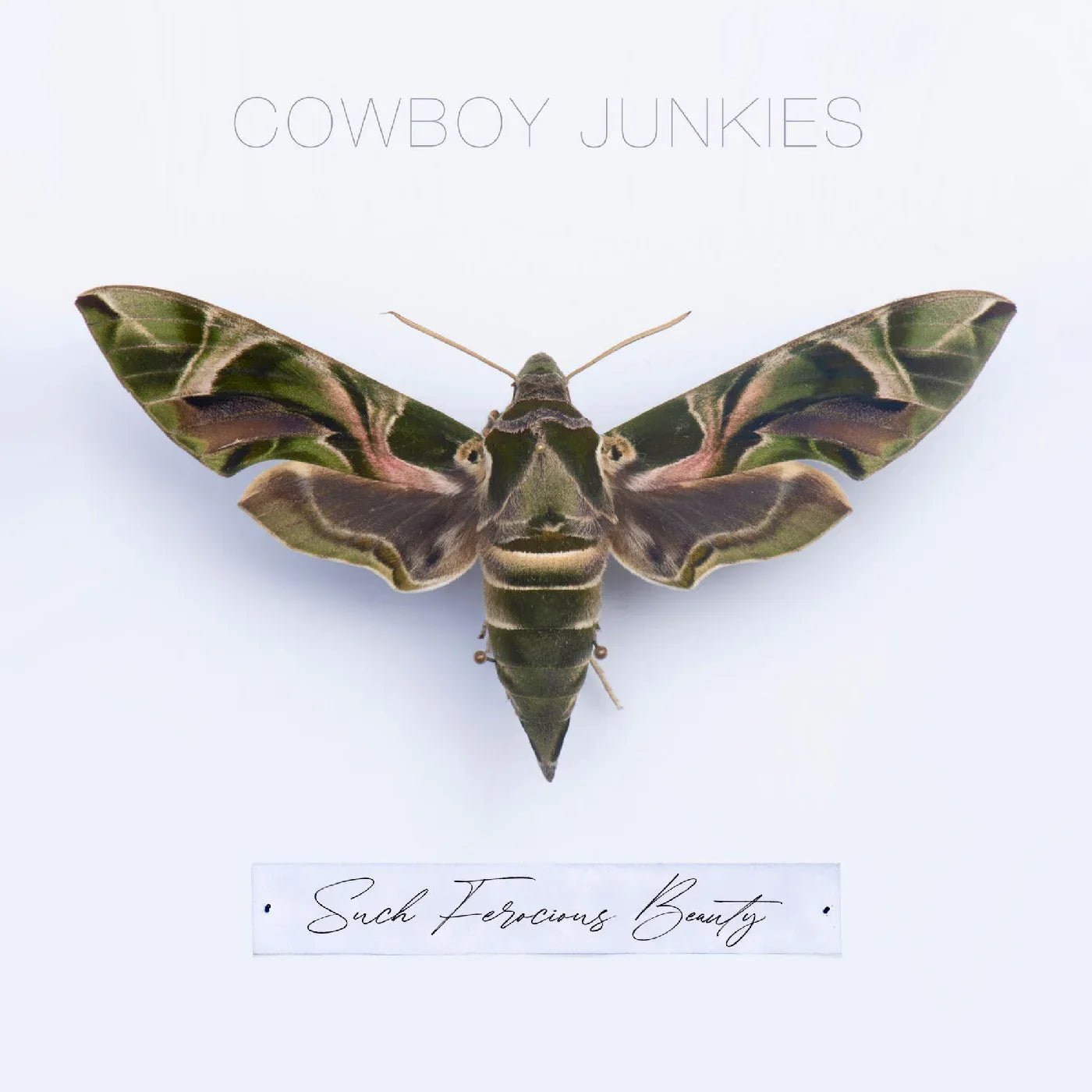 Cowboy Junkies - Such Ferocious Beauty (Green Translucent Vinyl) (LP) - Joco Records