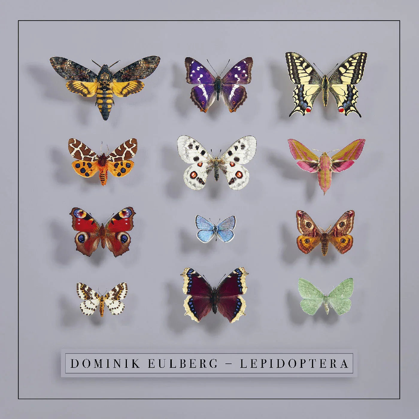 Dominik Eulberg - Lepidoptera