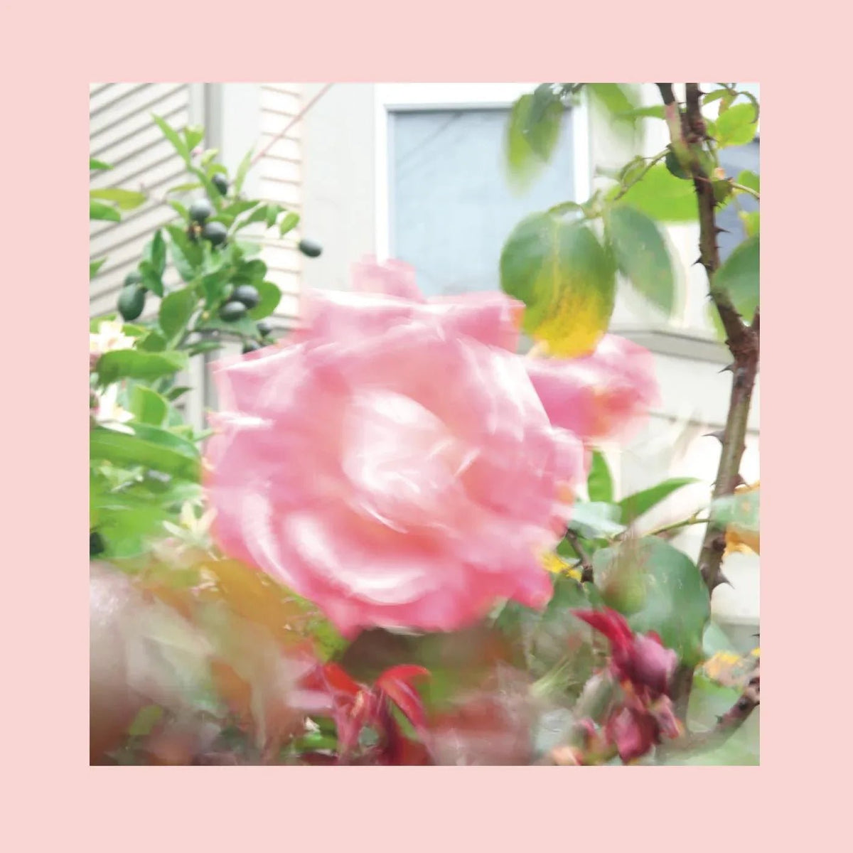 Pinks & Purples Reds - Summer At Land's End (Green Vinyl) (LP) - Joco Records
