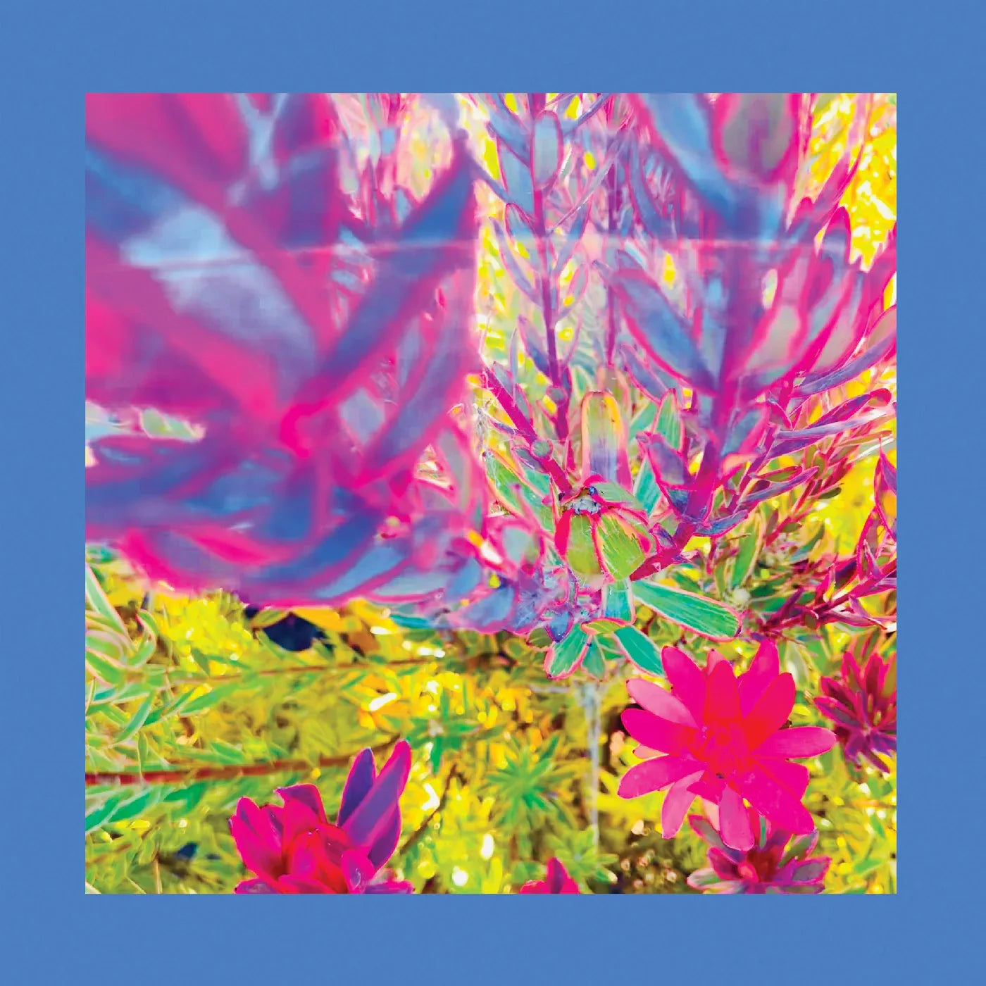 The Reds Pinks & Purples - The Past Is A Garden I Never Fed (Neon Pink Vinyl)