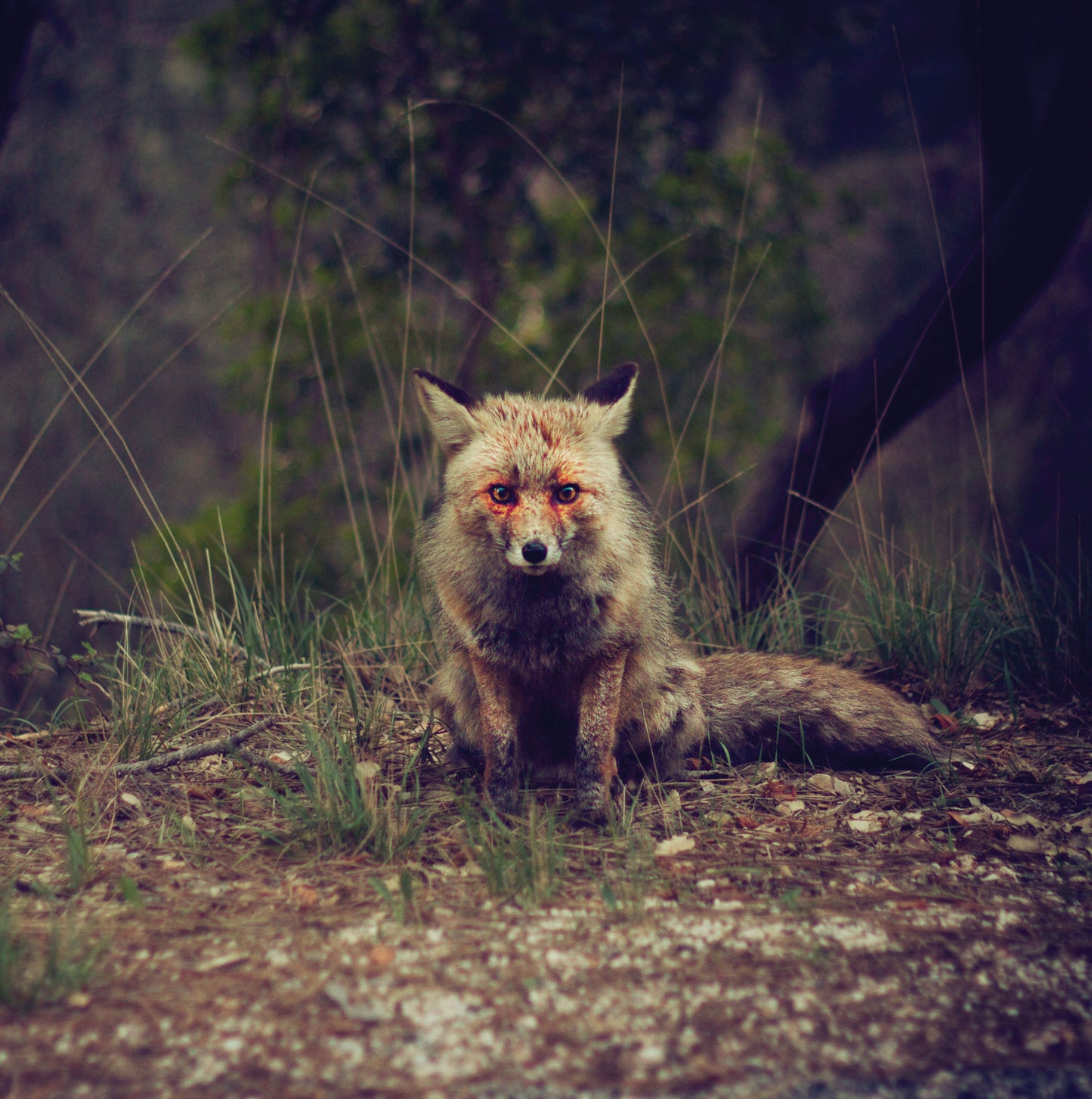 Winterpills - Love Songs (Vinyl) - Joco Records