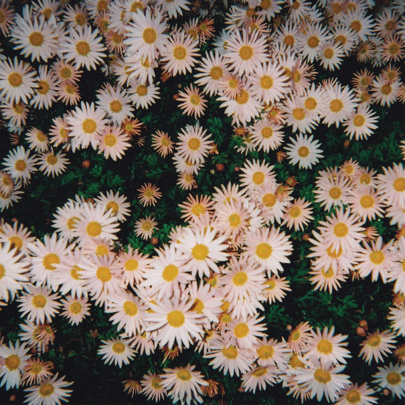 Bad Bad Hats - Bad Bad Hats (Pink Vinyl) - Joco Records