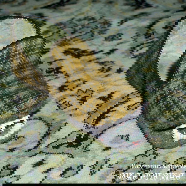 Butzmann/Kapielski - War Pur War (Vinyl) - Joco Records