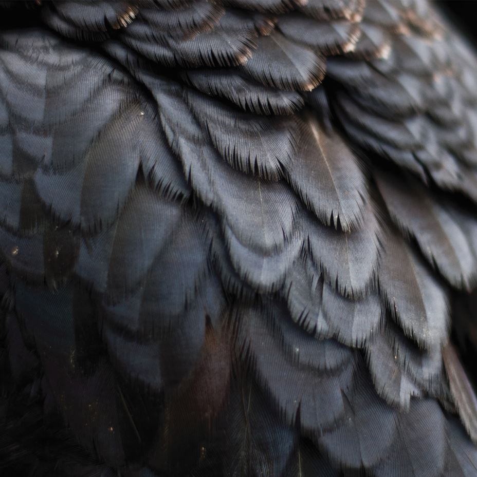 Ex People - Bird (Vinyl) - Joco Records