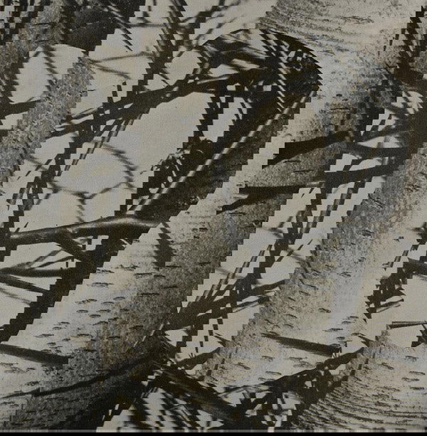 Femme - Chroma (Vinyl) - Joco Records