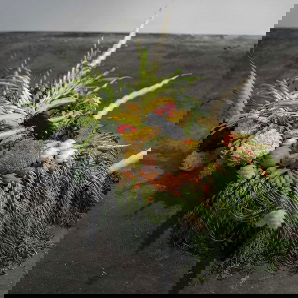 Jesse Osborne-Lanthier - Left My Brain @ Can Paixano (La Xampanyeria) Ost (Vinyl) - Joco Records