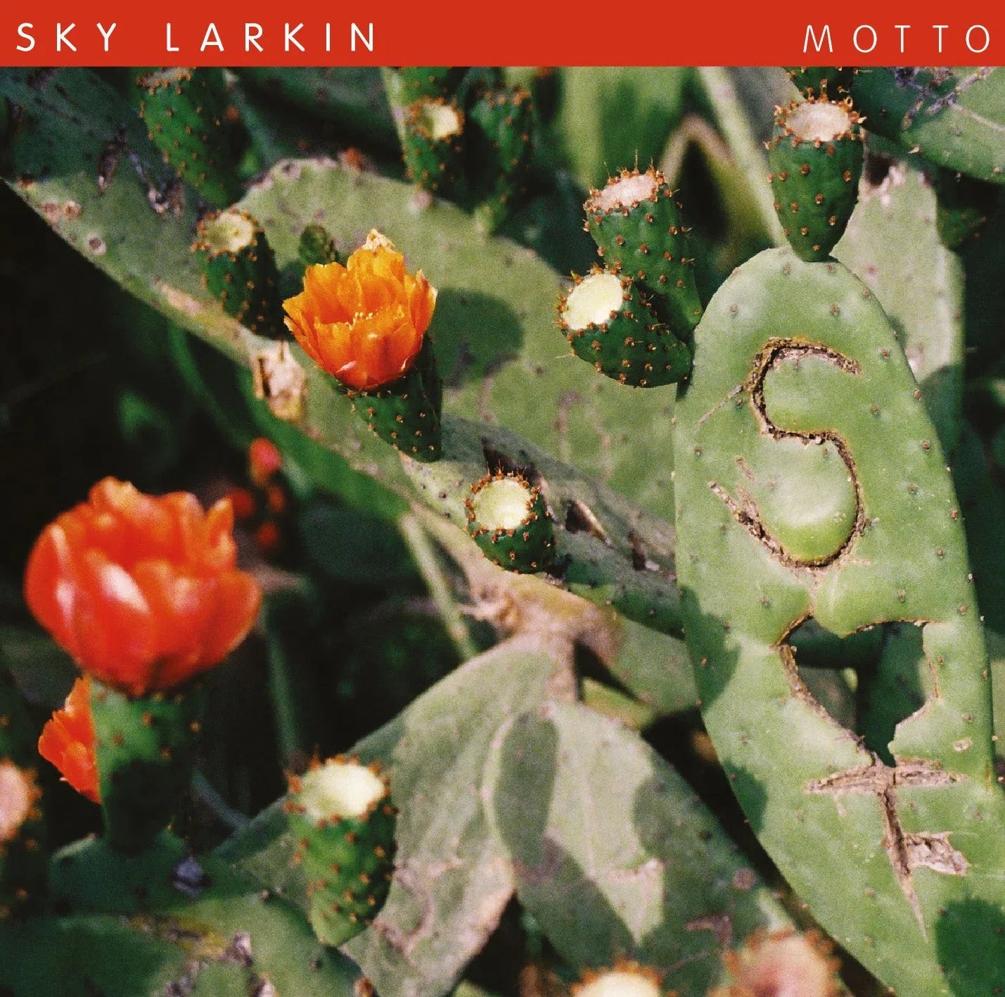 Sky Larkin - Motto (Vinyl) - Joco Records
