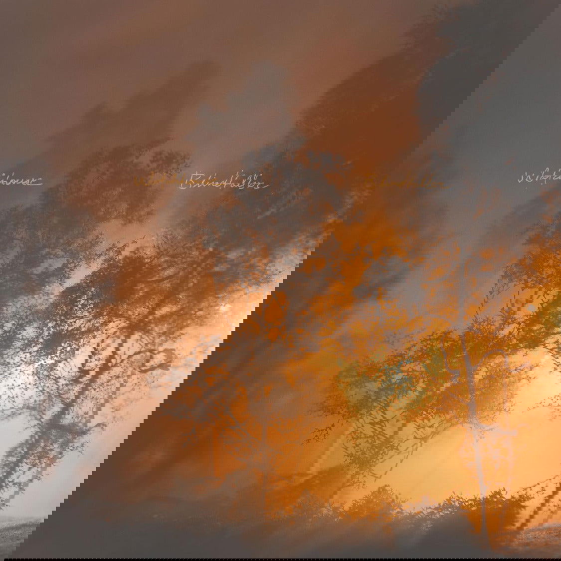 Watchhouse - Blindfaller (Limited Edition, Clear Orange Vinyl) (LP) - Joco Records