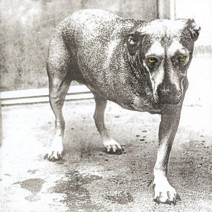 Alice In Chains - (30th Anniversary, Limited Edition, Neon Yellow Vinyl) (2 LP) - Joco Records