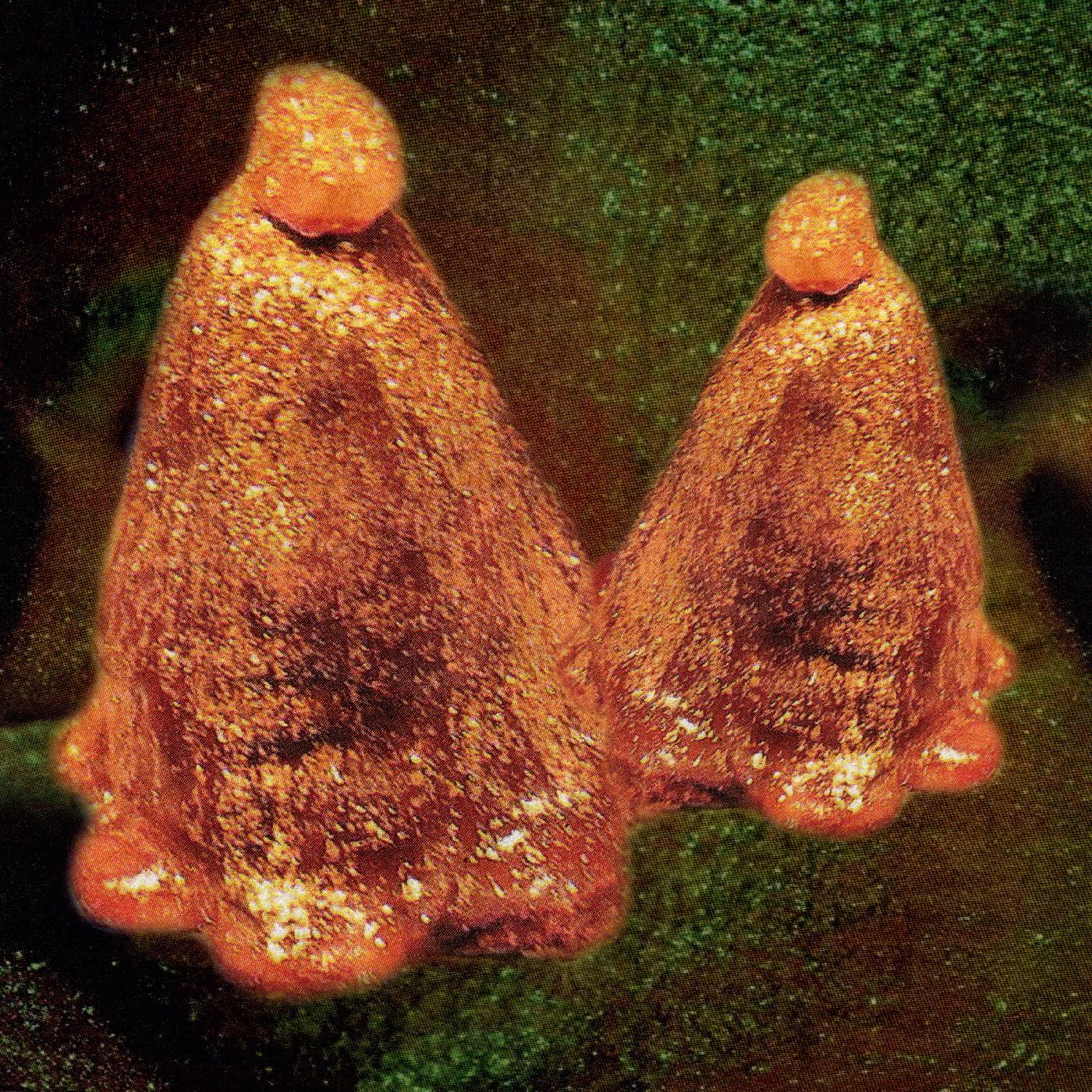 Black To Comm - Oocyte Oil & Stolen Androgens (LP) - Joco Records