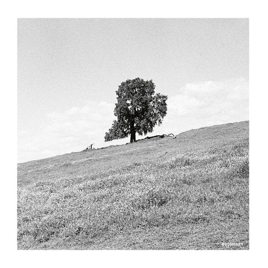 Blank Gloss - Cornered (LP) - Joco Records