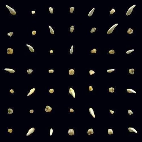 Clipping. - Visions Of Bodies Being Burned (2 LP) - Joco Records