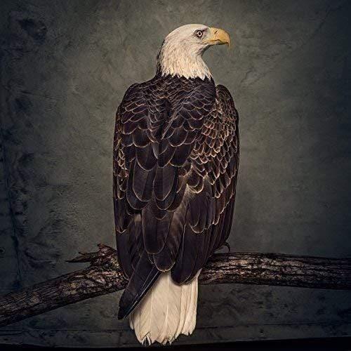 Clutch - Book Of Bad (2 LP) - Joco Records