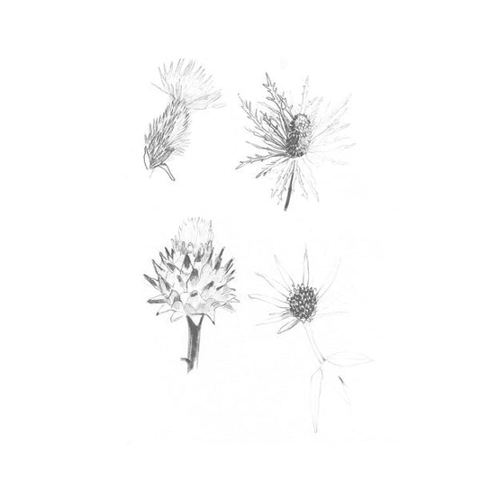 Distels - Distels (LP) - Joco Records