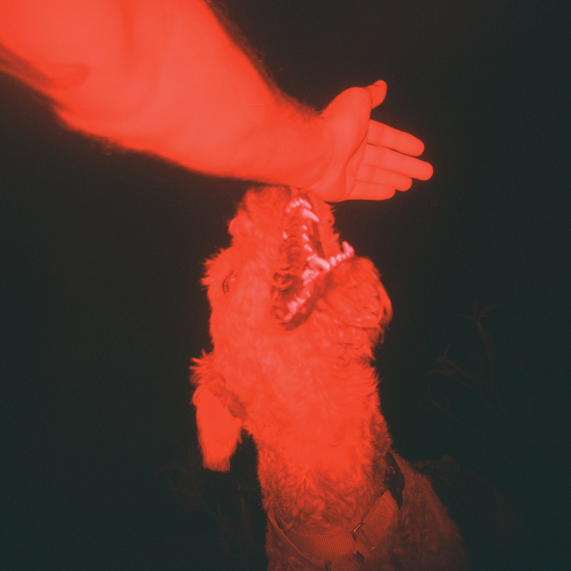 Eli Winter - A Trick Of The Light (Optical Illusion Transparent Red Vinyl)