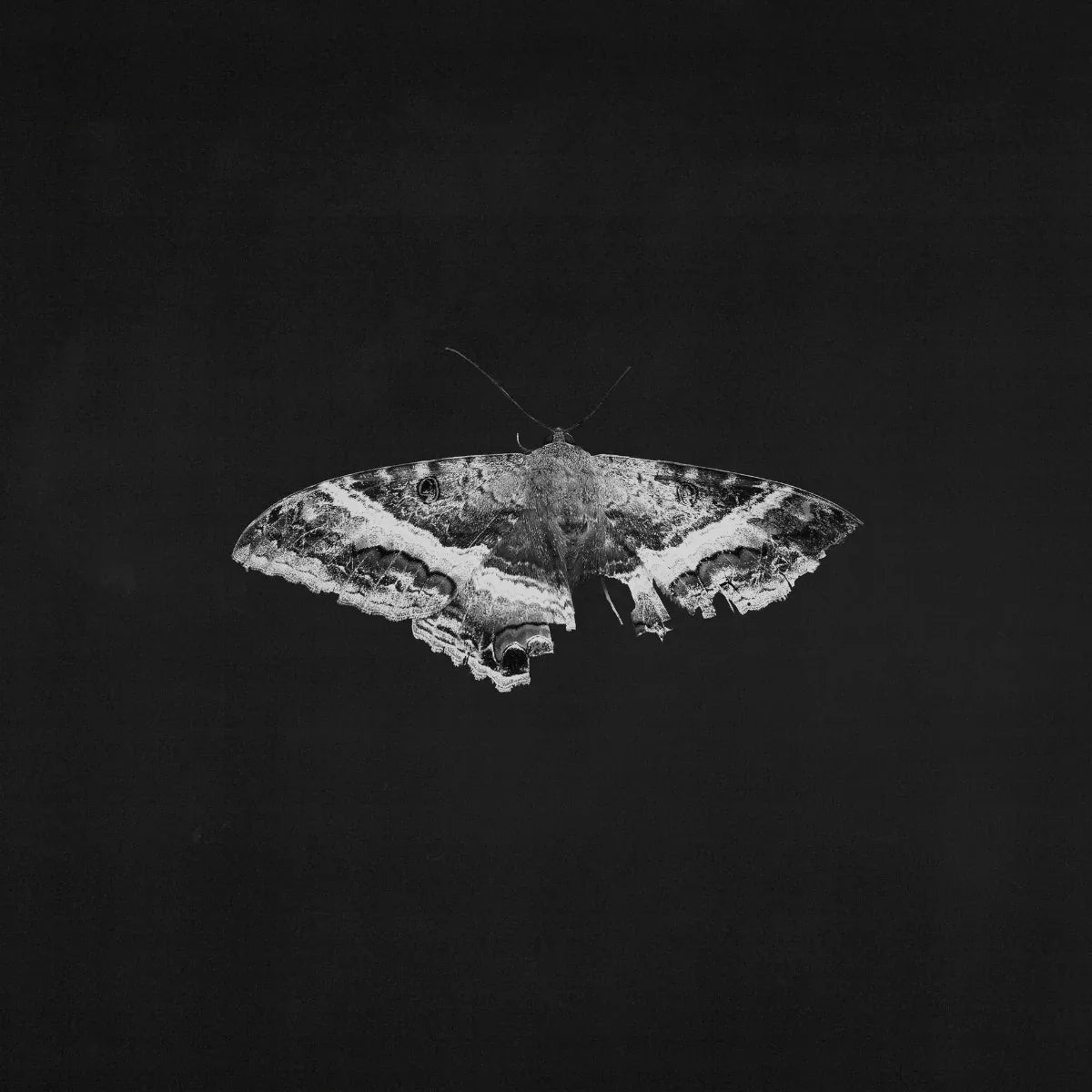 Kendrick Lamar - To Pimp A Butterfly (10 Year Anniversary Edition, Alternate Artwork, 180 Gram) (2 LP) - Joco Records