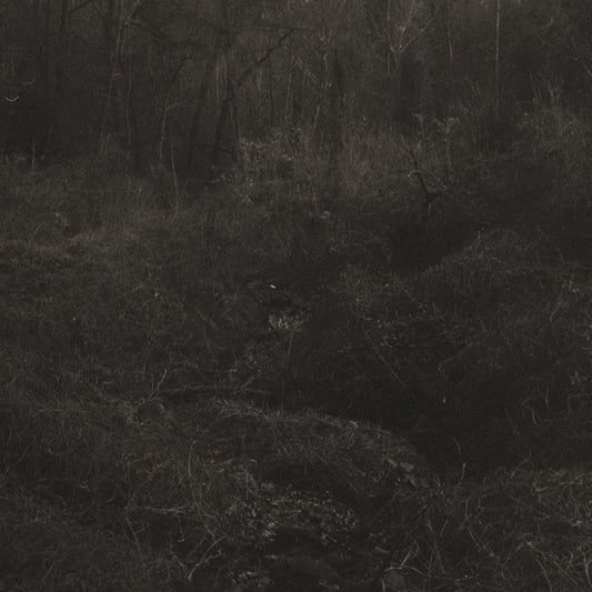 Lesley Mok - Transient (Vinyl) - Joco Records