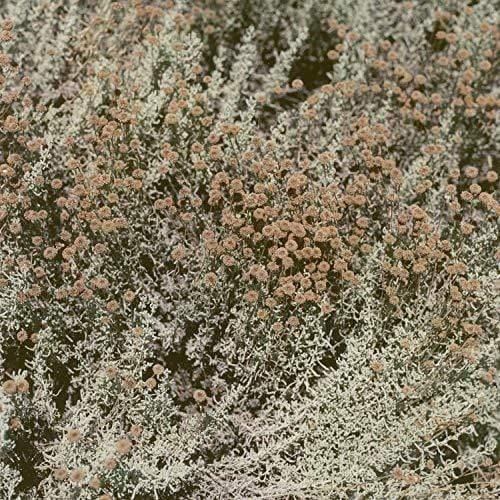 Loving - If I Am Only My Thoughts (LP) - Joco Records