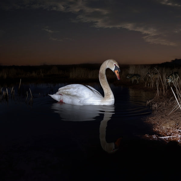 Ludwig Wandinger - Is Peace Wild?