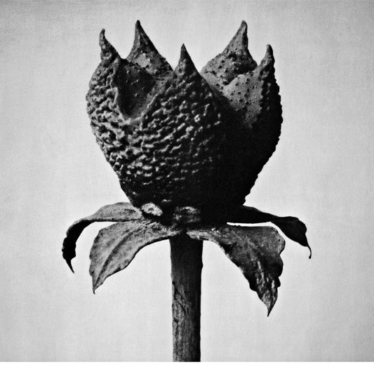 Masayoshi Fujita - Book Of Life (Vinyl) - Joco Records