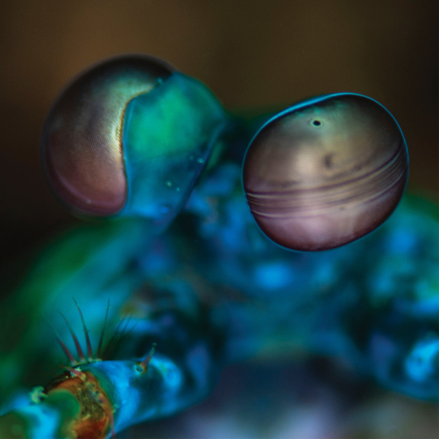 MELVIN GIBBS - Amasia: Anamibia Sessions 2 (Crystal Clear Vinyl)