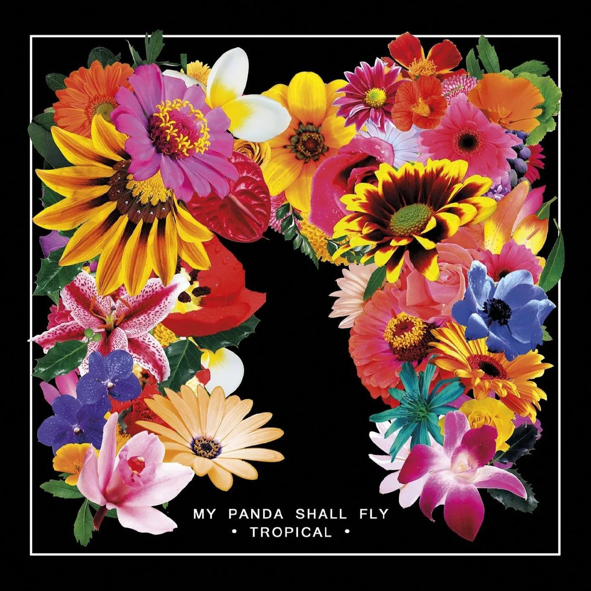 My Panda Shall Fly - Tropical (LP) - Joco Records