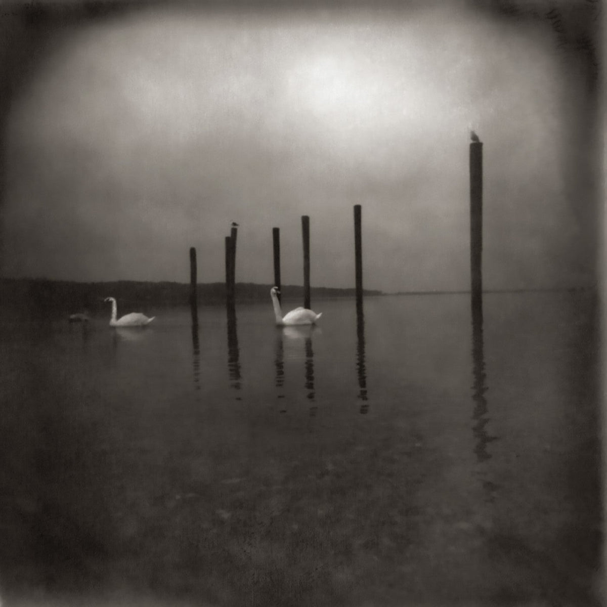 OM - Conference Of The Birds (LP) - Joco Records