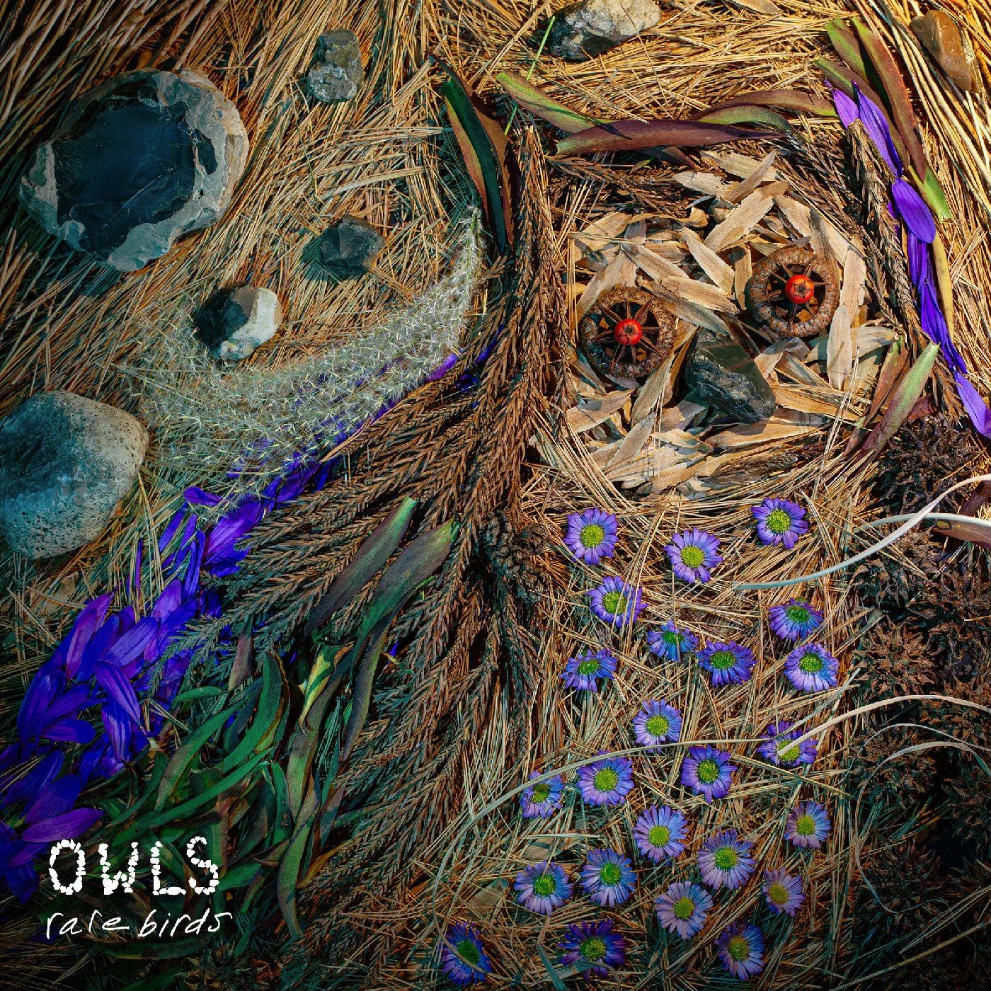 Owls - Rare Birds (LP) - Joco Records