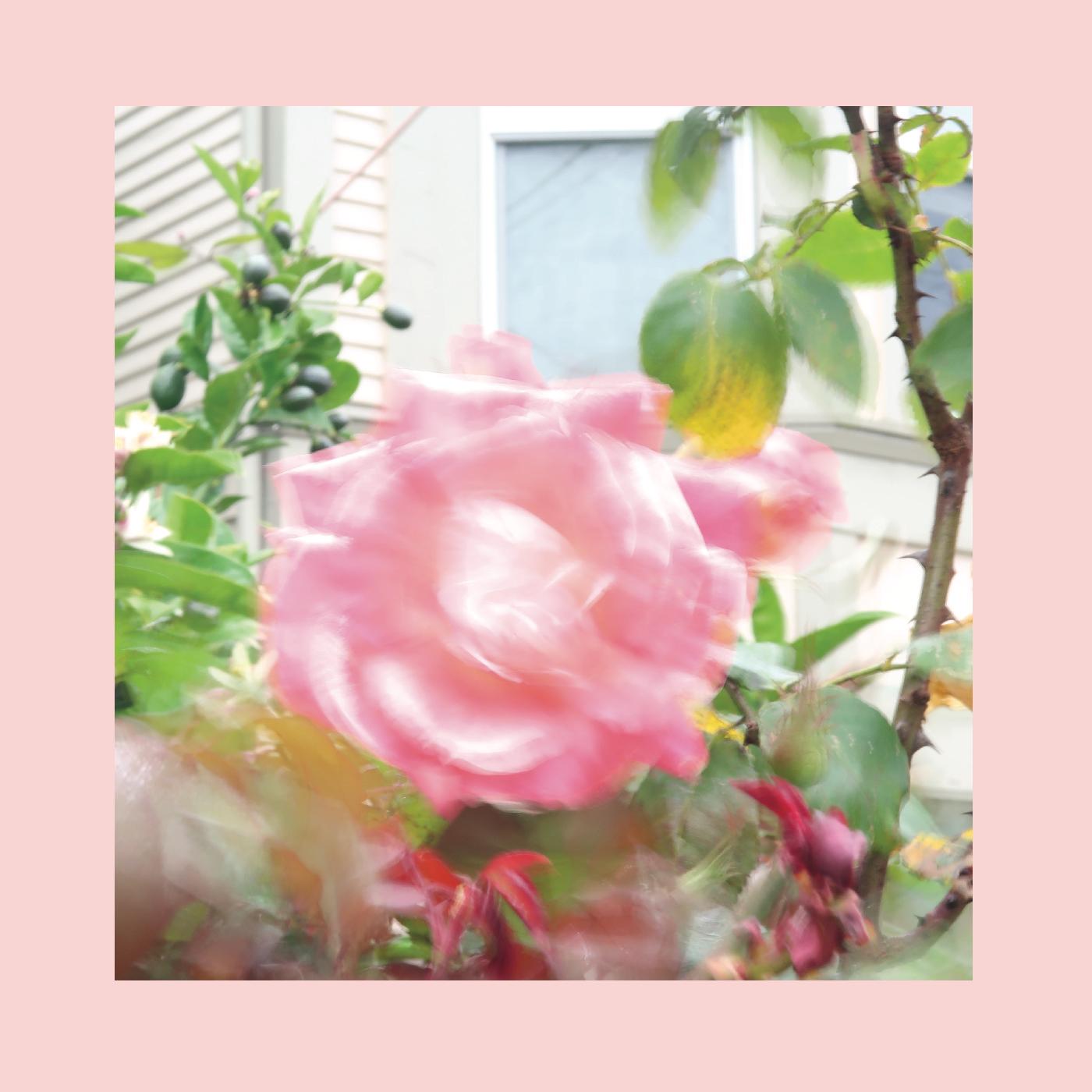 Pinks & Purples Reds - Summer At Land's End (Green Vinyl) - Joco Records