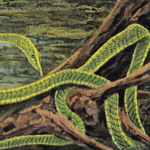 Rainforest Spiritual Enslavement - Green Graves (3 LP) - Joco Records