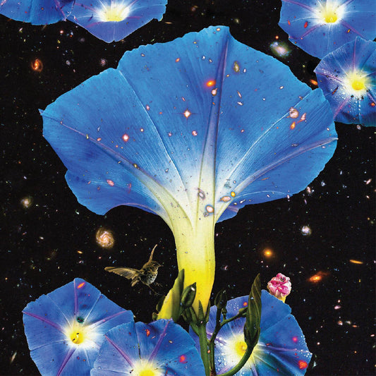 Sarah Louise - Nighttime Birds And Morning Stars (LP) - Joco Records