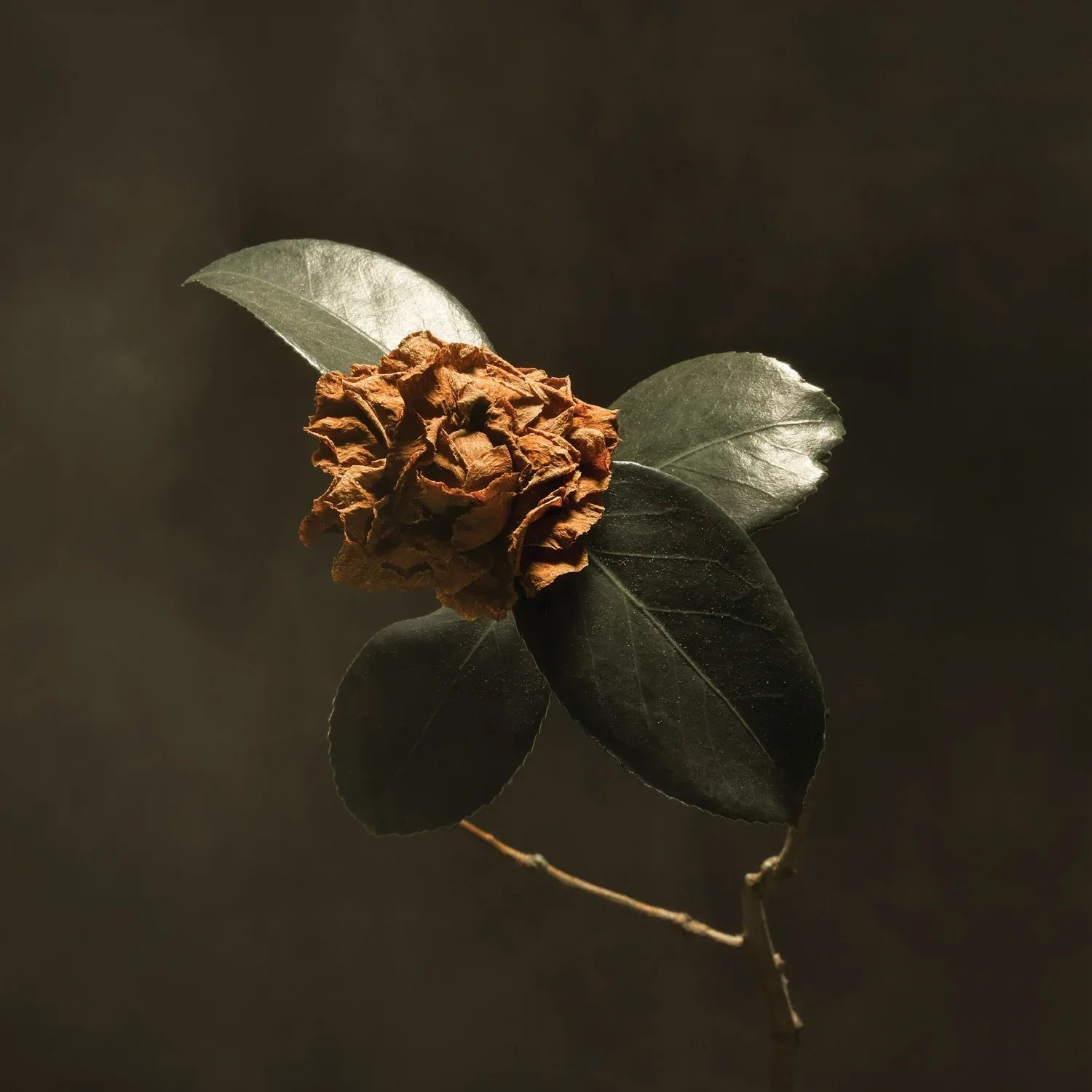 St. Paul & The Broken Bones - Young Sick Camellia (LP) - Joco Records