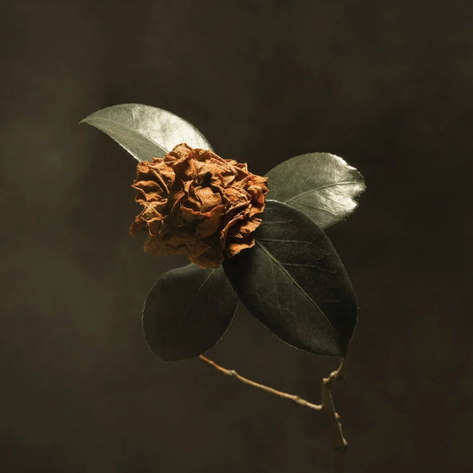 St. Paul & The Broken Bones - Young Sick Camellia (LP) - Joco Records