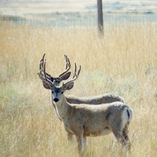#/TAU - BORIS HEGENBART - First / Dew, The Hikuioto Selection