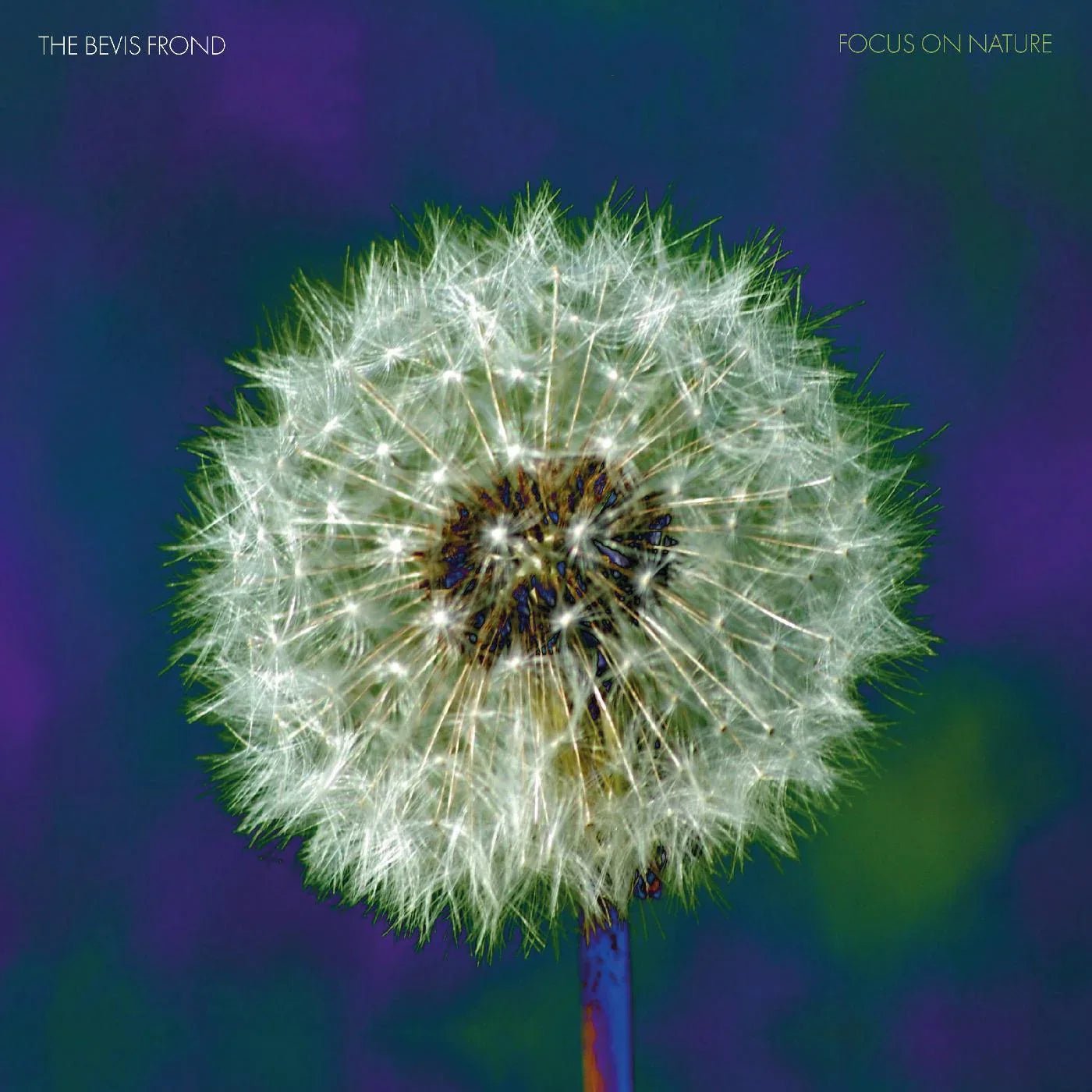 The Bevis Frond - Focus On Nature (2 LP, Purple Vinyl) - Joco Records