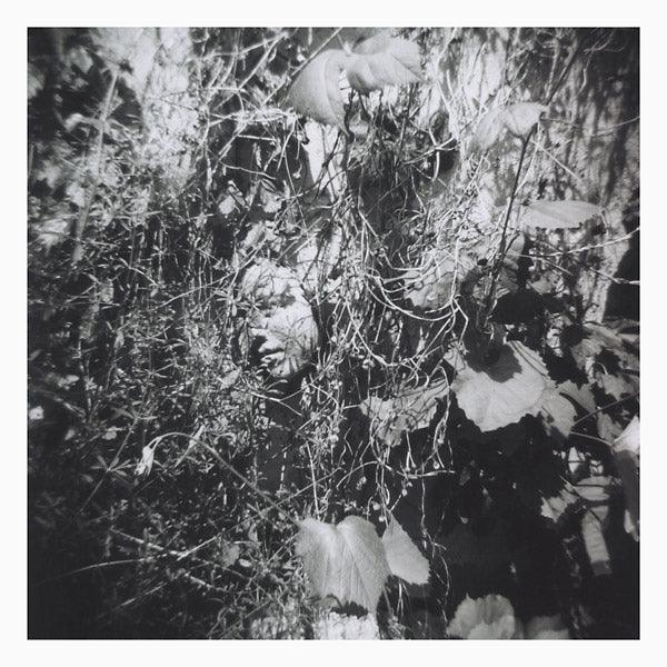 Tim Mislock - Now Is The Last Best Time (LP) - Joco Records