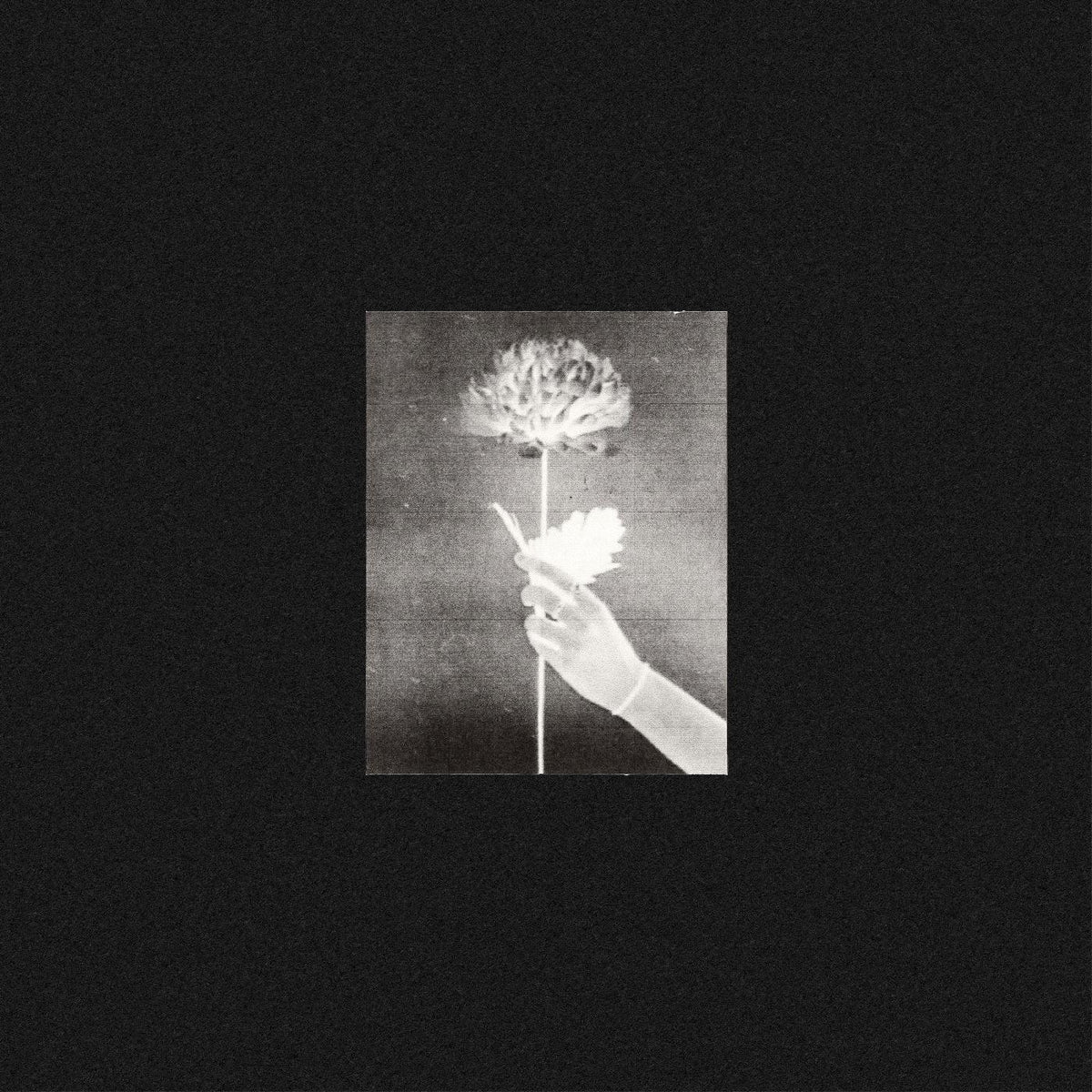White Flowers - Day By Day (Blue Vinyl) (LP) - Joco Records