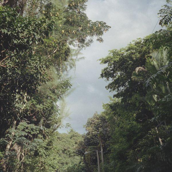 Zac Nelson - New Once (LP) - Joco Records