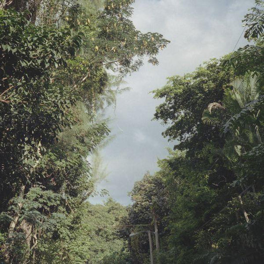Zac Nelson - New Once (LP) - Joco Records