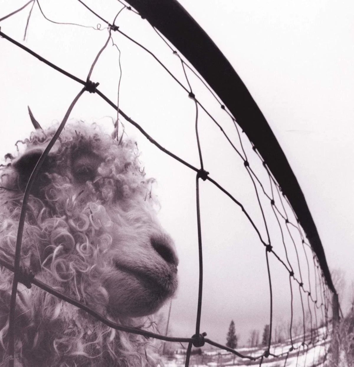 Pearl Jam - Vs. (Gatefold, Remastered, 180 Gram) (LP) - Joco Records