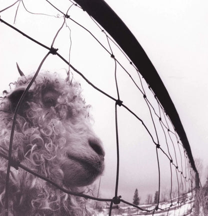 Pearl Jam - Vs. (Gatefold, Remastered, 180 Gram) (LP) - Joco Records