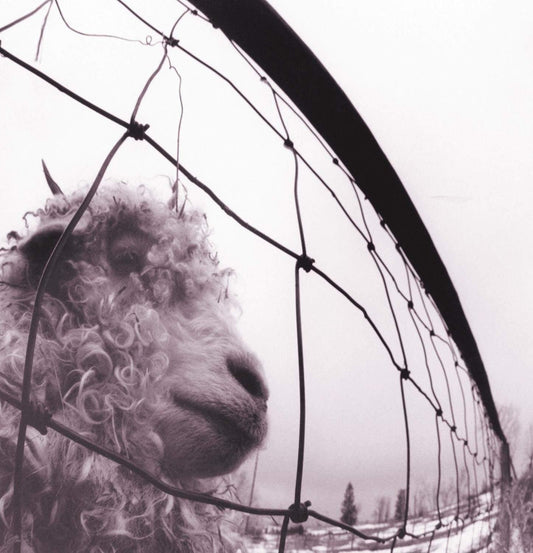 Pearl Jam - Vs. (Gatefold, Remastered, 180 Gram) (LP) - Joco Records